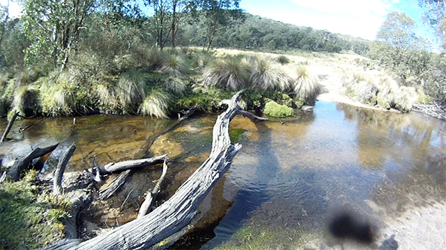 Clearing on the Ingeegoodbee Trail, river crossing ahead