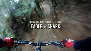 Return to the Redwoods 4 - Eagle vs Shark