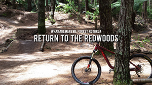 Return to the Redwoods