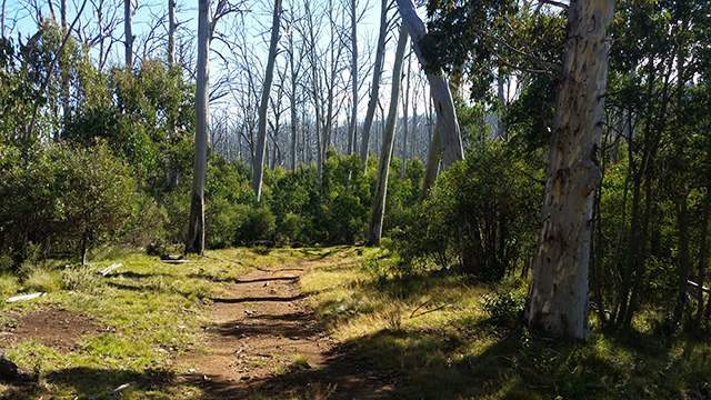 Remnants of the 2003 Bush Fires on the Cascade Trail